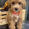 Poodle 🐩(Deposit Only, Please Read The Description Below ‼️)