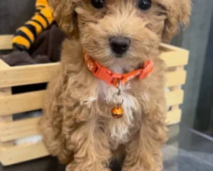 Poodle 🐩(Deposit Only, Please Read The Description Below ‼️)