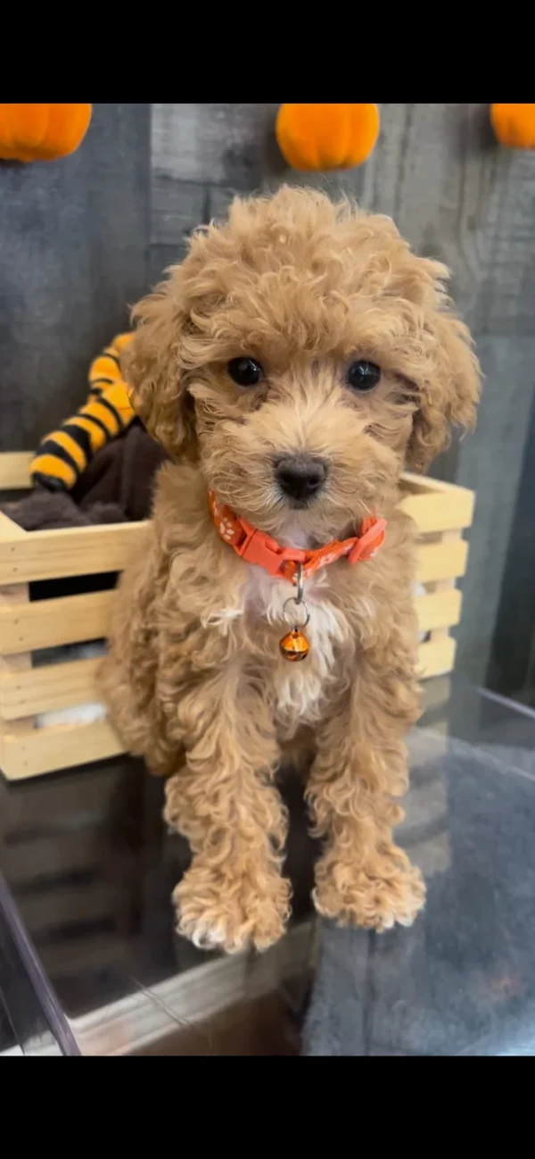 Poodle 🐩(Deposit Only, Please Read The Description Below ‼️)