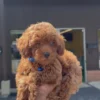 Female Teacup Poodle 🐩(Deposit Only, Please Read The Description Below‼️)