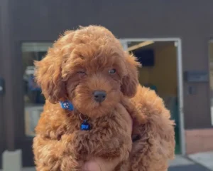 Female Teacup Poodle 🐩(Deposit Only, Please Read The Description Below‼️)