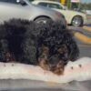 Female Red Phantom Mini Poodle