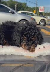 Female Red Phantom Mini Poodle